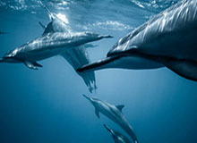 当背景了！队友被过干净了 杨瀚森补防被扎伊尔·史密斯隔扣